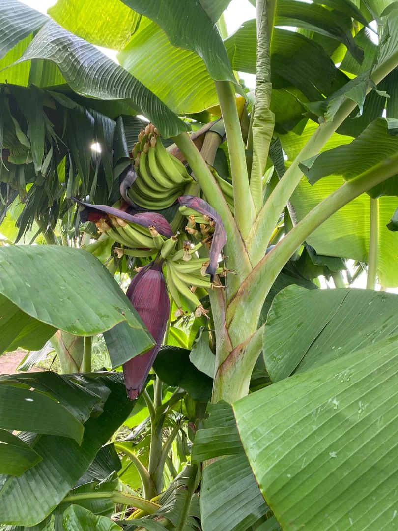 Banana plants growing