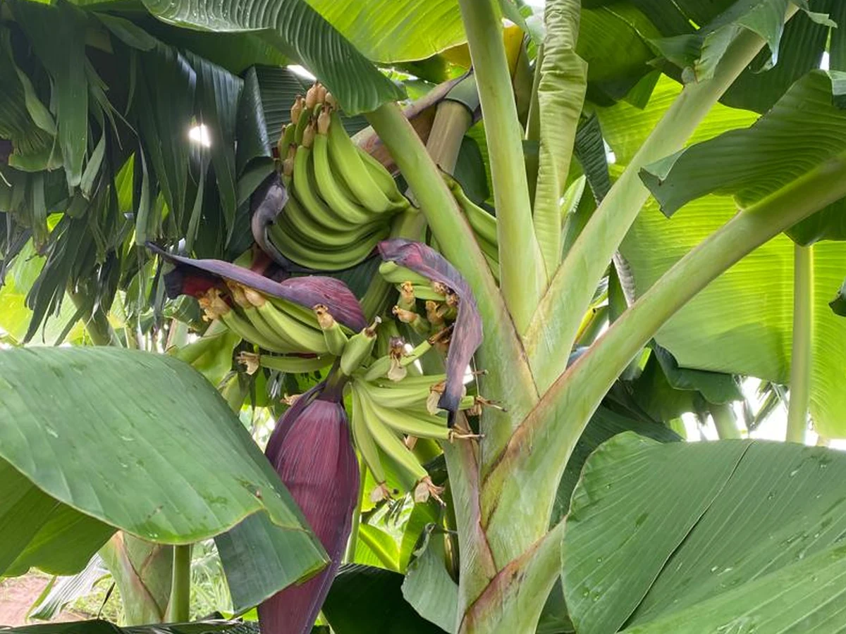 Client-supplied banana plant photograph