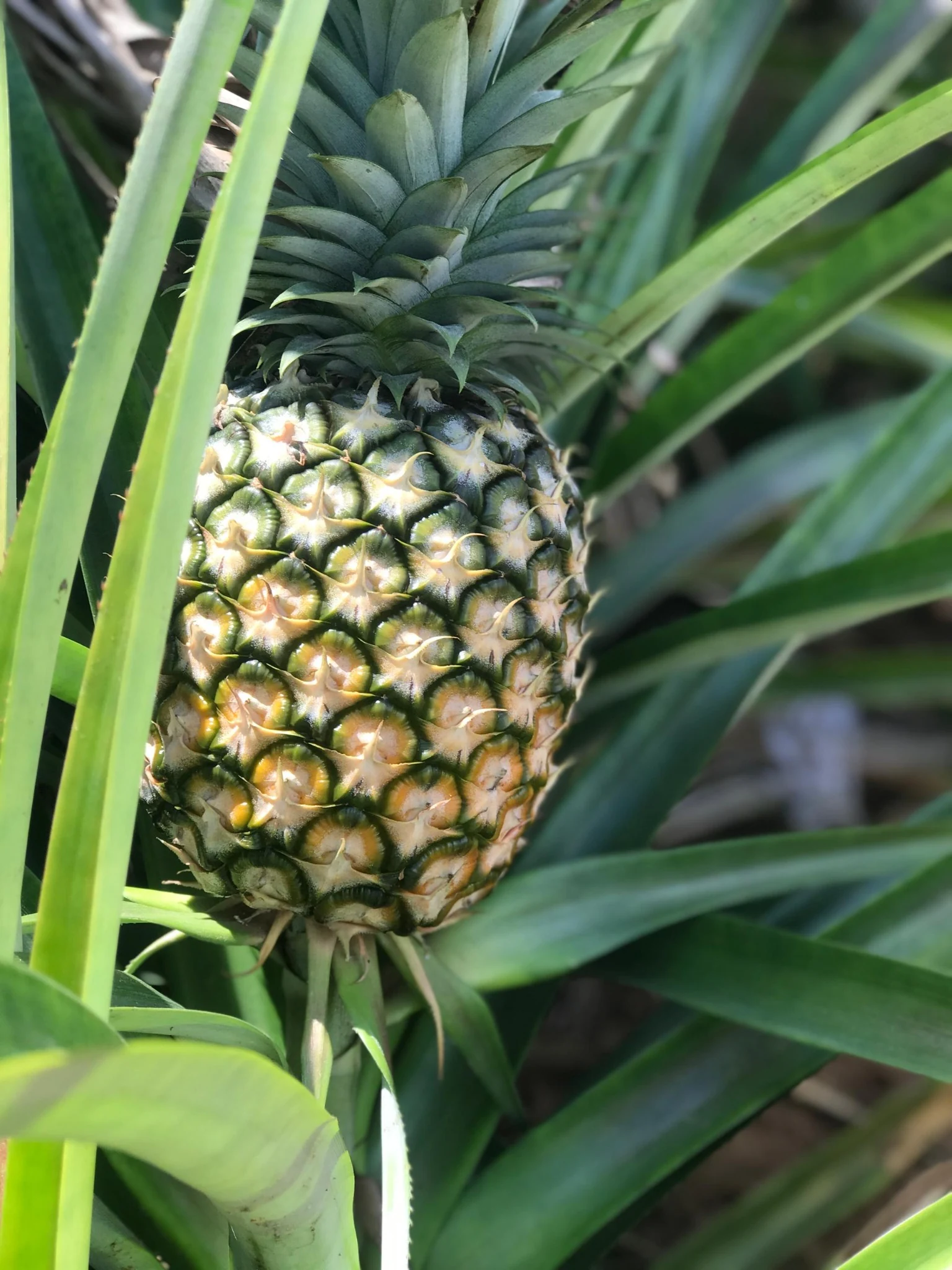 Close-up of a pineapple growing on the plant at Chris Mbena Agro farm