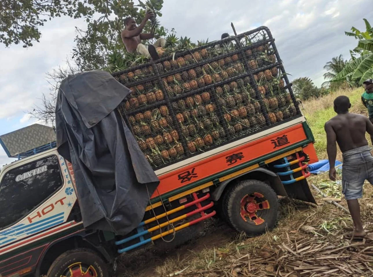 Harvested pineapples loaded in a farm truck