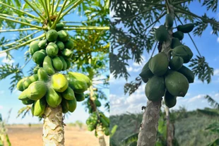 Client-supplied papaya tree and fruit photograph collage