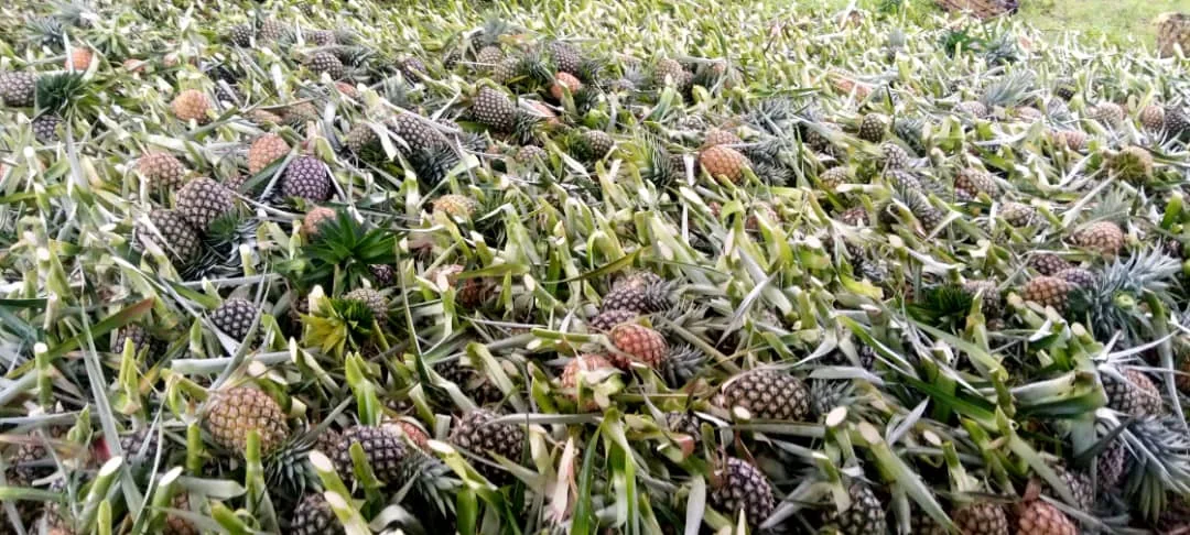 Fresh pineapples from Chris Mbena Agro farm