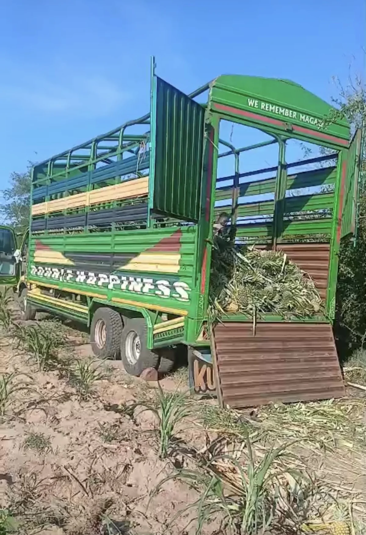 Truck ready to transport fresh pineapples