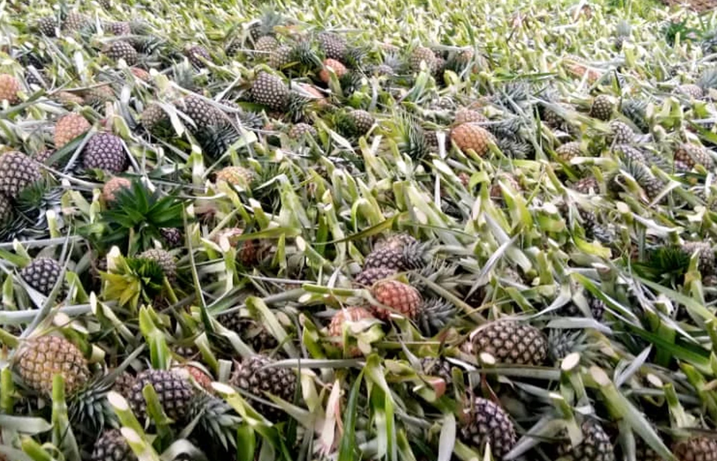 Client-supplied harvested pineapple photograph